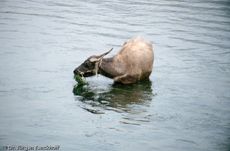 China (236 von 257).jpg